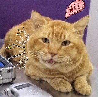 Marmalade - Domestic Short Hair Cat