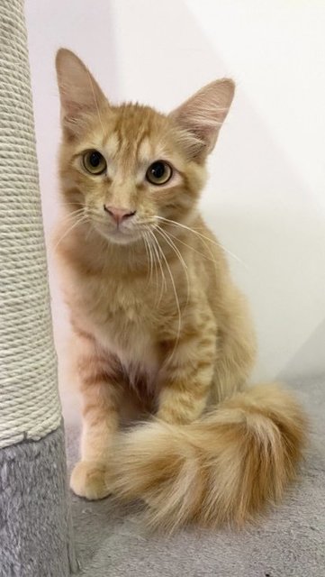 Fluffy The Orange Cat - Maine Coon Cat