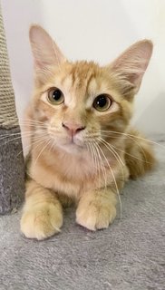 Fluffy The Orange Cat - Maine Coon Cat