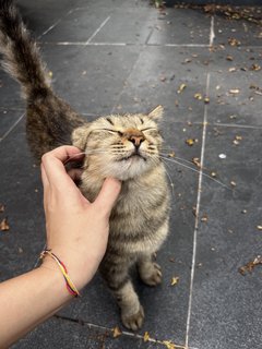 Mae  - Domestic Long Hair + Persian Cat