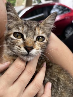 Meena - Domestic Long Hair + Persian Cat