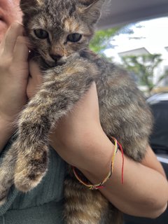 Meena - Domestic Long Hair + Persian Cat