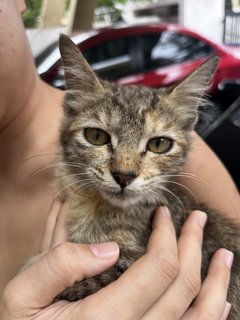 Meena - Domestic Long Hair + Persian Cat