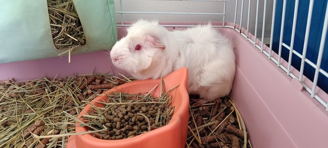 Jack &amp; Jill - Guinea Pig Small & Furry