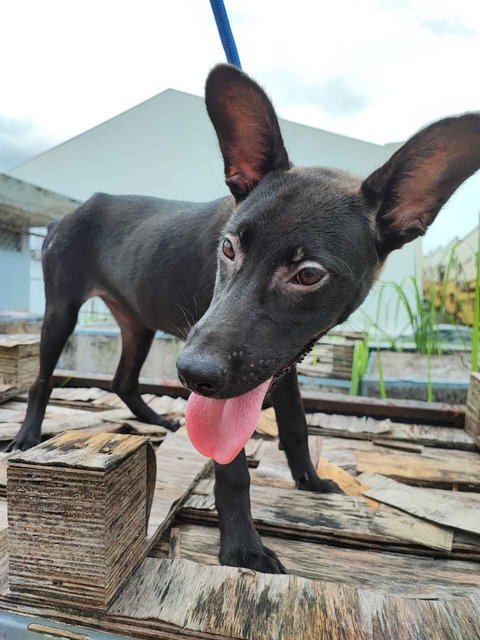 Mocha - Australian Kelpie Mix Dog