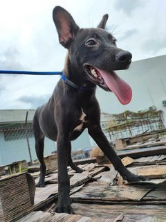 Mocha - Australian Kelpie Mix Dog