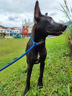 Mocha - Australian Kelpie Mix Dog