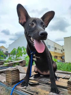 Mocha - Australian Kelpie Mix Dog