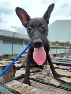 Mocha - Australian Kelpie Mix Dog