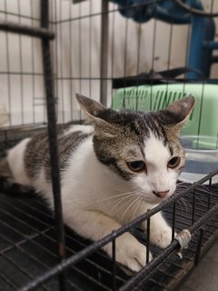 Manja &amp; Sayang - Domestic Short Hair Cat