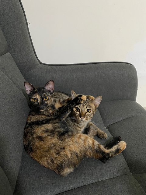 Simba And Lola - Domestic Short Hair Cat