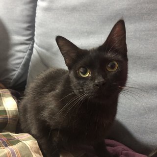 Kuro - Domestic Short Hair Cat