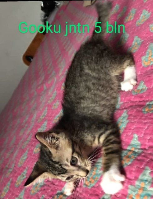 Gooku, Gohan, Goten - Domestic Short Hair Cat