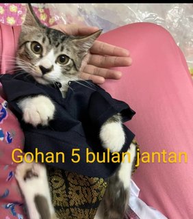 Gooku, Gohan, Goten - Domestic Short Hair Cat