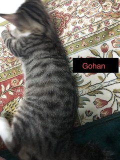 Gooku, Gohan, Goten - Domestic Short Hair Cat