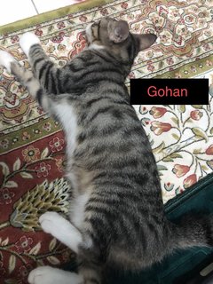 Gooku, Gohan, Goten - Domestic Short Hair Cat