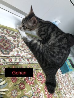 Gooku, Gohan, Goten - Domestic Short Hair Cat