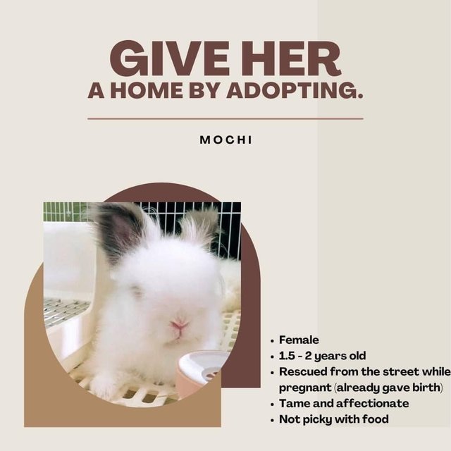 Mochi  - Bunny Rabbit Rabbit