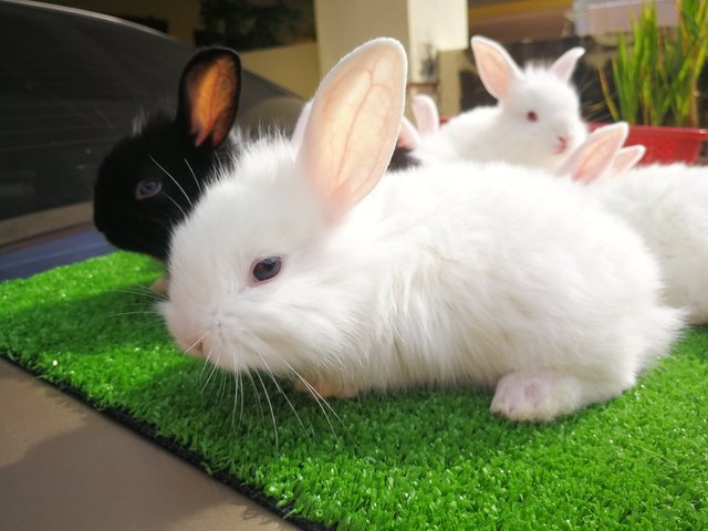 Lionhead Mix Nd Rabbit - Lionhead Rabbit