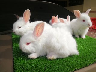 Lionhead Mix Nd Rabbit - Lionhead Rabbit