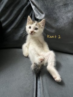 Kenit-kenit - Domestic Short Hair Cat