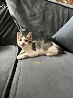 Kenit-kenit - Domestic Short Hair Cat