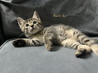 Kenit-kenit - Domestic Short Hair Cat