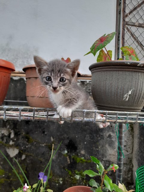 Ashe - Domestic Medium Hair Cat