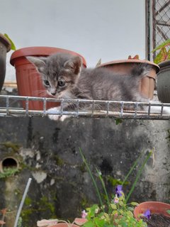 Ashe - Domestic Medium Hair Cat