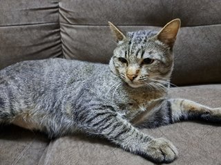 Diego - Tabby Cat