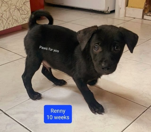 Renny - Mixed Breed Dog