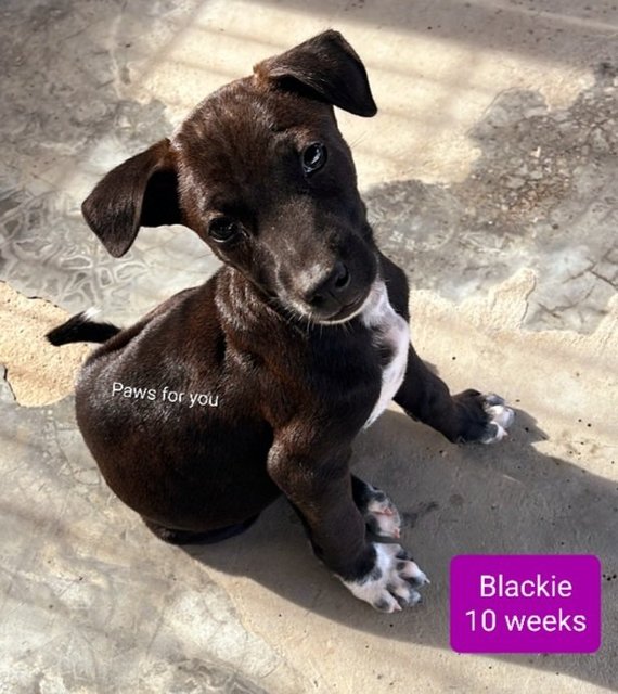 Blackie - Mixed Breed Dog