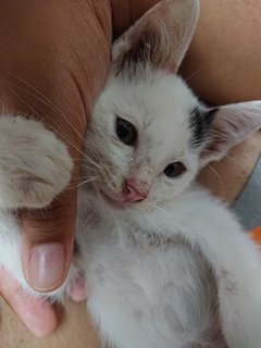 Bobtail Domestic Cat - Bobtail + Japanese Bobtail Cat