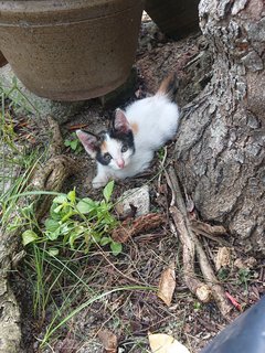 Domestic Calico Lucky Cat Short Tail - Bobtail + Japanese Bobtail Cat