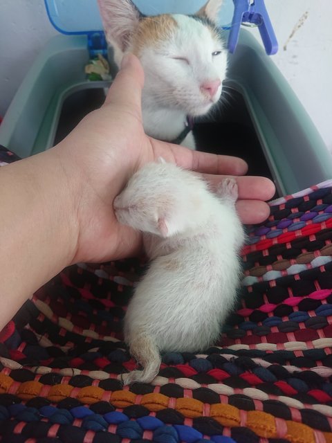 Domestic Crocked Tail Cat.  - Japanese Bobtail + Bobtail Cat