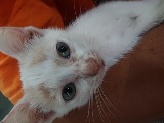 Domestic Crocked Tail Cat.  - Japanese Bobtail + Bobtail Cat