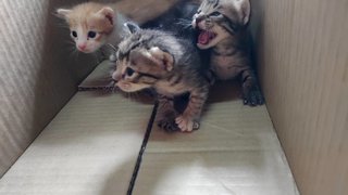 Kittens - Domestic Medium Hair Cat