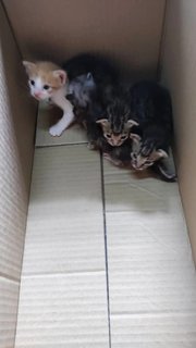 Kittens - Domestic Medium Hair Cat