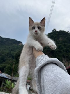 Tata - Domestic Medium Hair + Maine Coon Cat