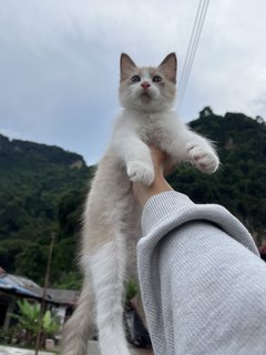 Tata - Domestic Medium Hair + Maine Coon Cat