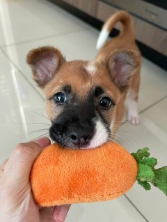 Aster - Mixed Breed Dog