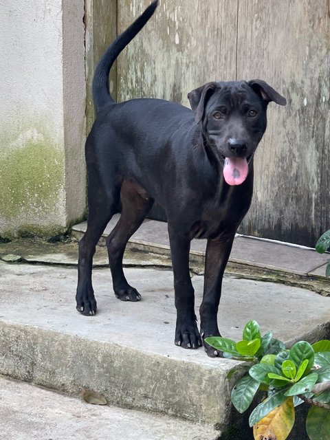 Bucky - Mixed Breed Dog