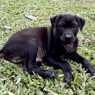 Bucky - Mixed Breed Dog