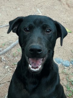 Starky - Mixed Breed Dog