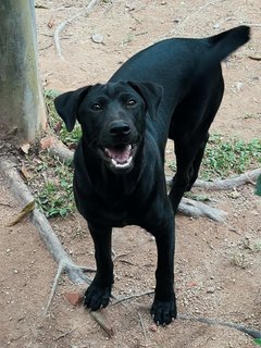 Starky - Mixed Breed Dog