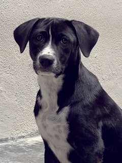 Gamora - Mixed Breed Dog