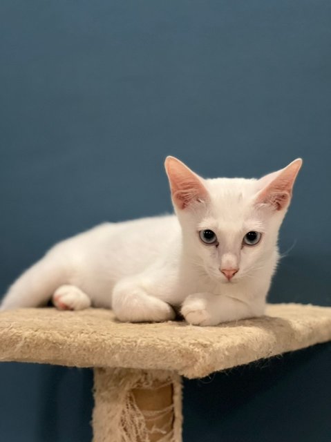 Bunny - Domestic Short Hair Cat