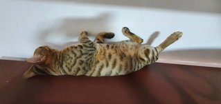 Tuttu - Bengal Cat