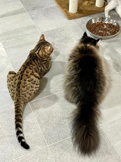 Tuttu - Bengal Cat