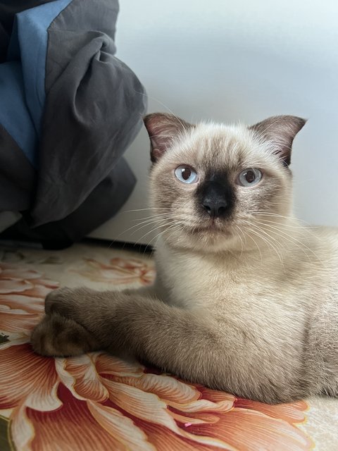 Miko - Siamese Look - Scottish Fold + British Shorthair Cat